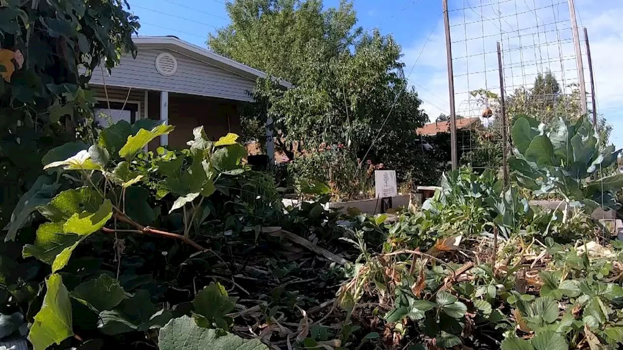 From disliking to loving vegetables, Utah couple runs nonprofit to help people grow their own