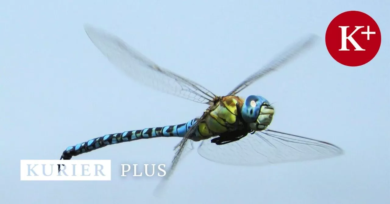 Libellen: Wo die schillernden Insekten hinsteuern