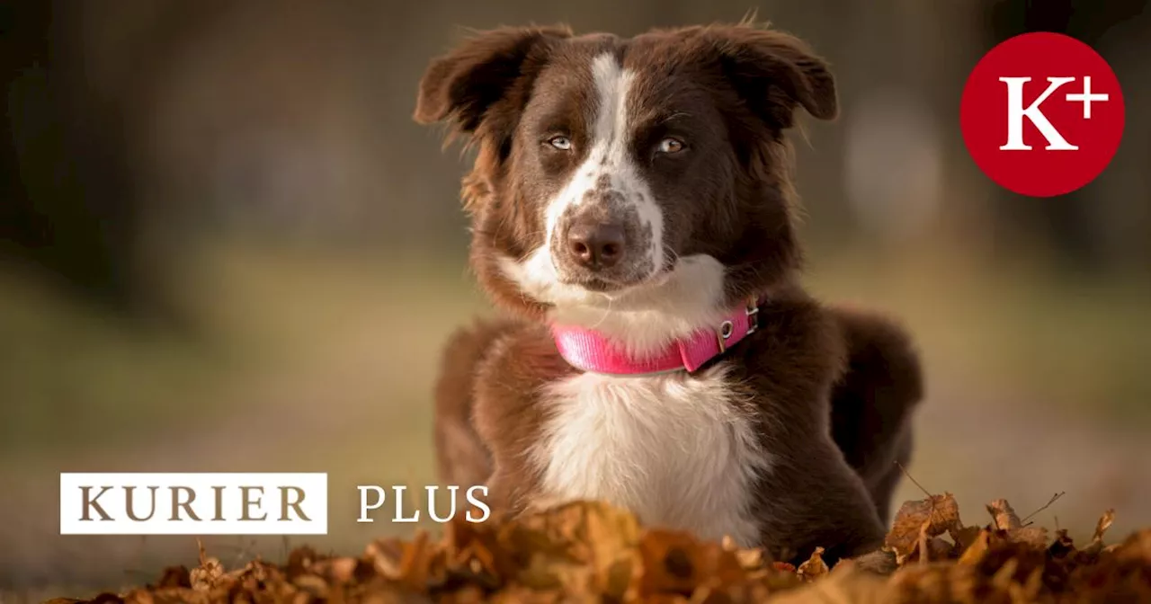 Tiercoach: Auf welche Gefahren Hundehalter im Herbst achten sollten