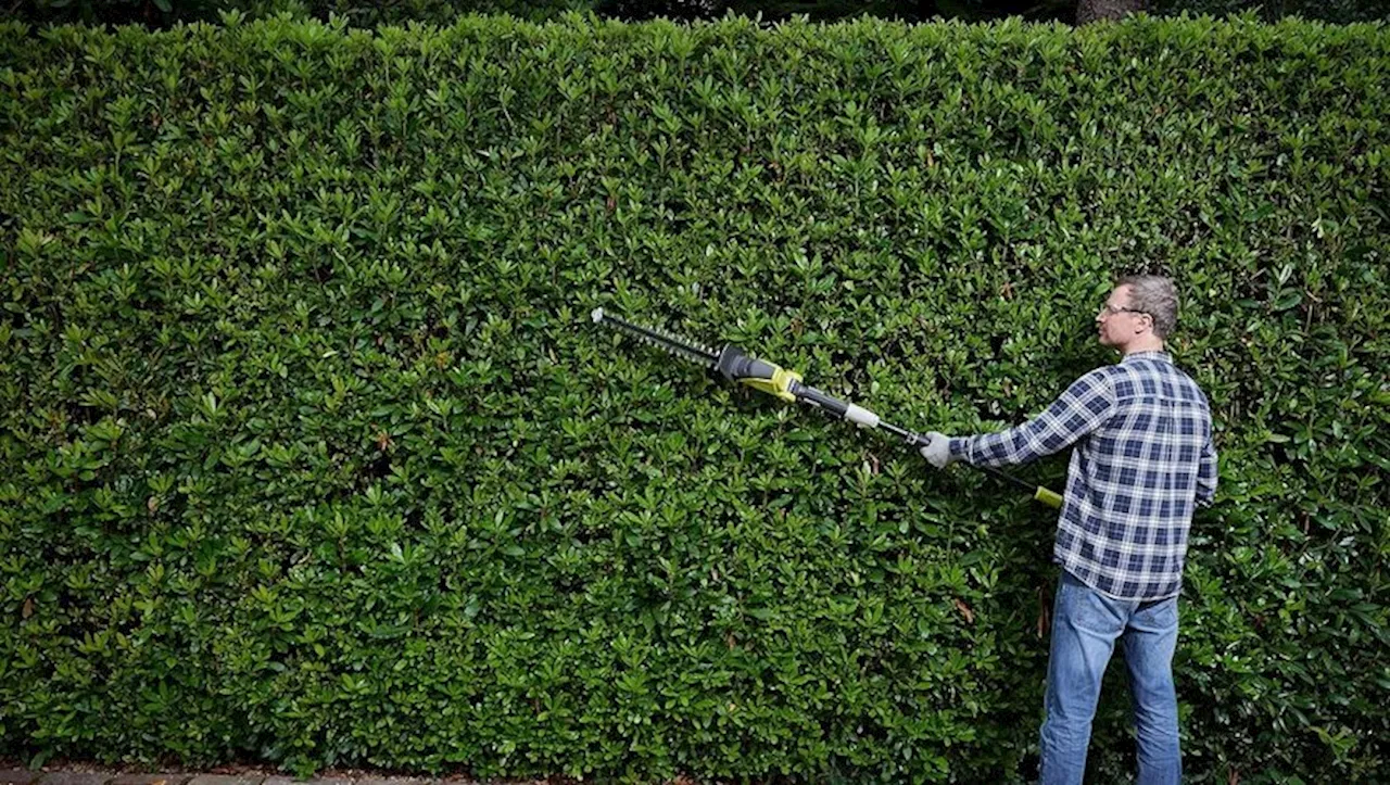 Amazon : rare promotion sur ce taille-haie électrique qui va ravir les amateurs de jardinage