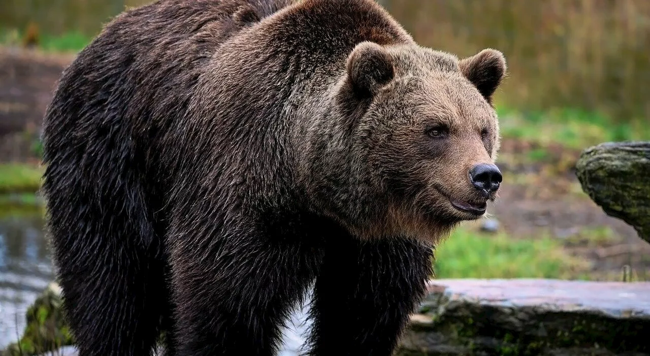 Attaccato da un orso, il racconto del sopravvissuto: «Ho fatto come dicono, ma una volta a terra ho potuto sol