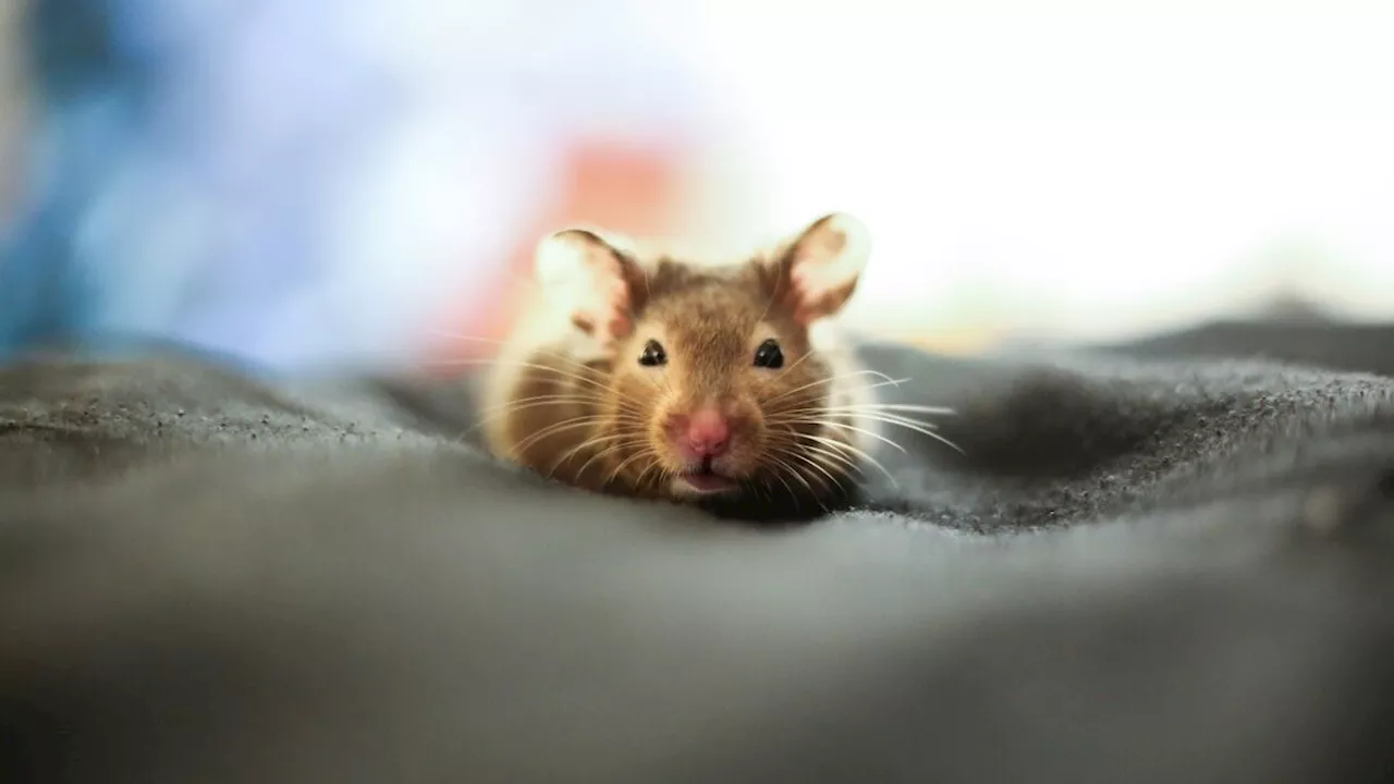 Souris ou rats dans votre logement : l’assurance habitation peut-elle prendre en charge?