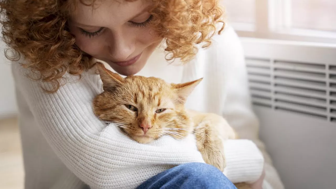 Tanda-Tanda Kucing Anda Sedang Mengandung, 5 Ciri yang Perlu Diketahui