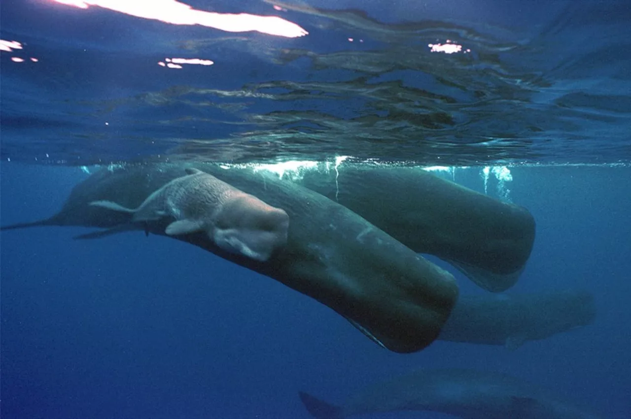 A (sperm) whale of a discovery in Monterey Bay