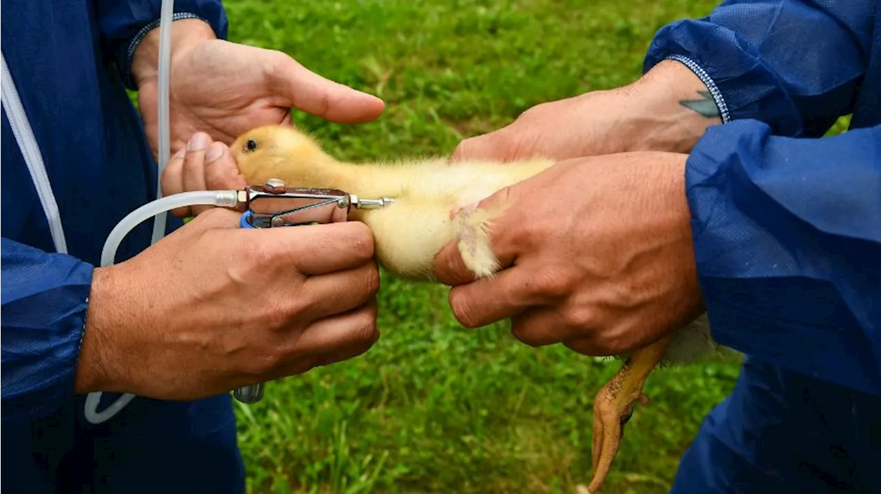 WA DOH investigating first potential case of avian influenza in Franklin County