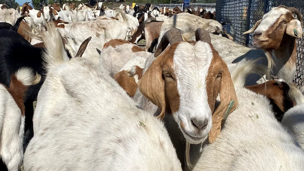 Hundreds of goats take over Lake Miramar before wildfires can