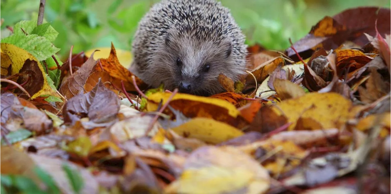 Igel jetzt besonders aktiv - Tierstationen p&auml;ppeln viele auf