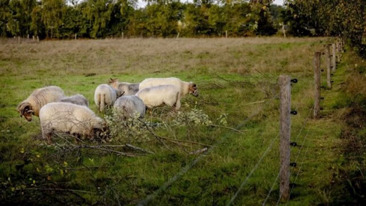 Boeren in onzekerheid door onduidelijke terugvorderingen van landbouwsubsidies