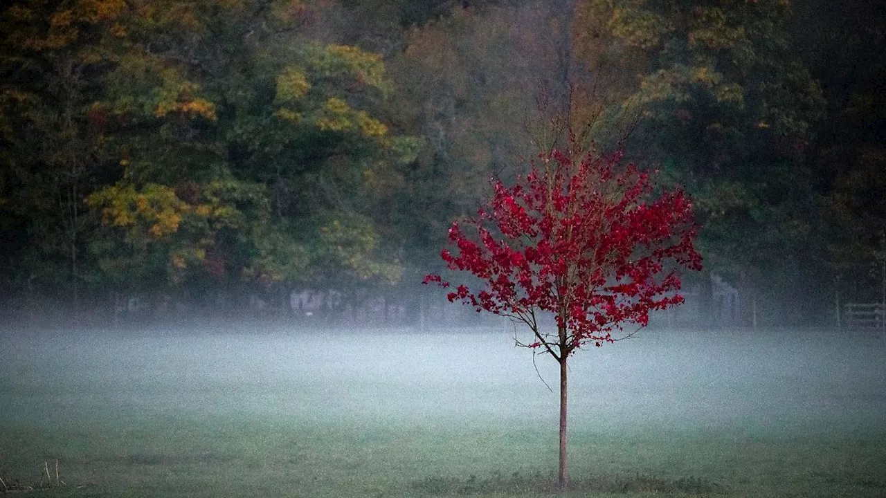 Bayern: Mildes Herbstwetter mit Nebel und Regen erwartet