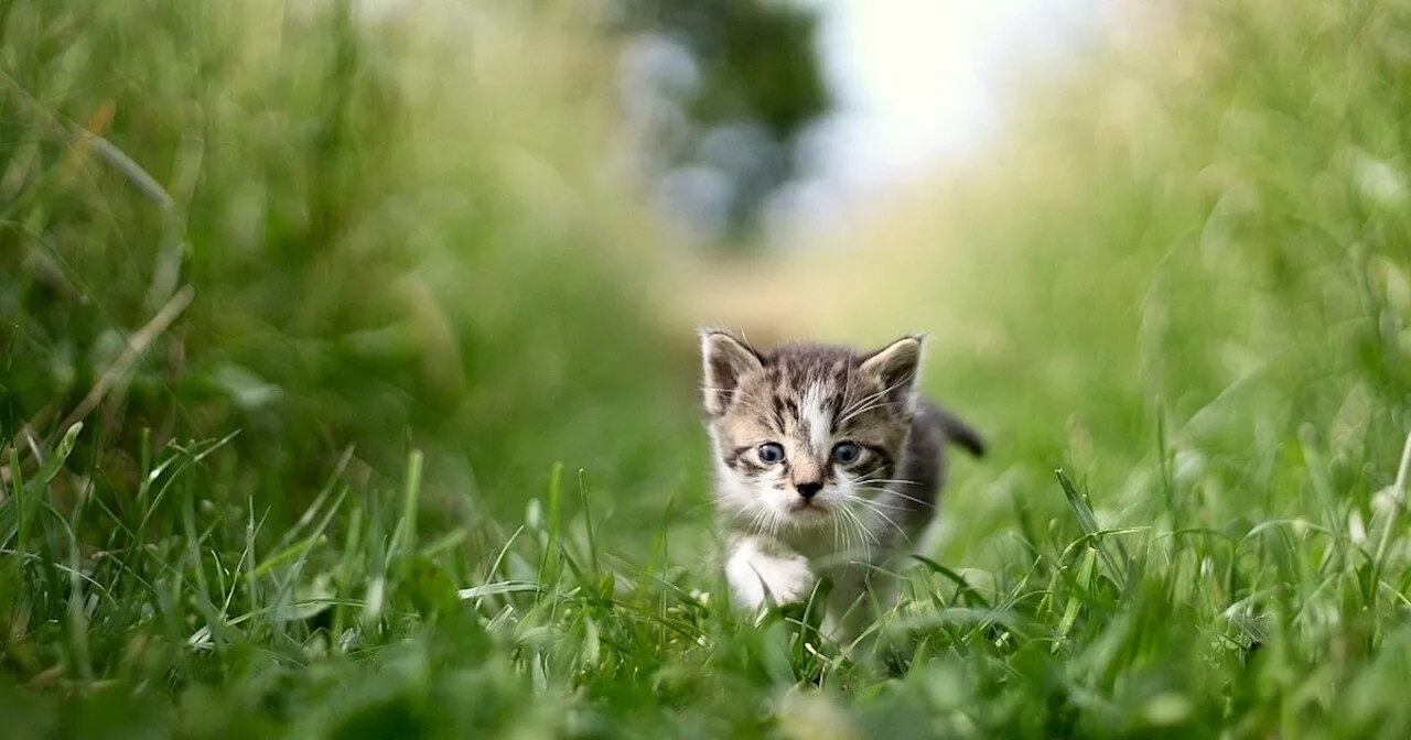 20 Katzen nachts auf Bundesstraße im Kreis Höxter ausgesetzt