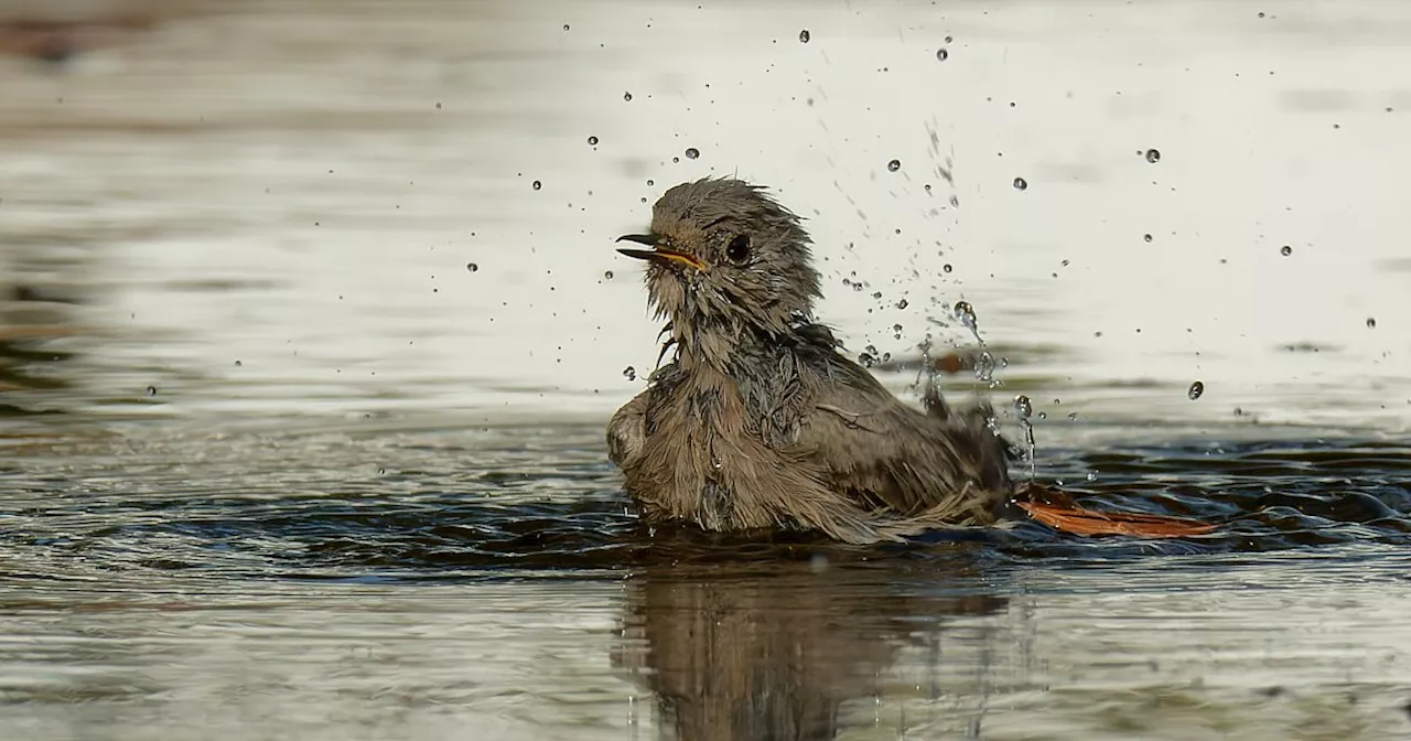 So sehen Sieger aus: Gefeierte Vögel sind auch in Bielefeld zu entdecken