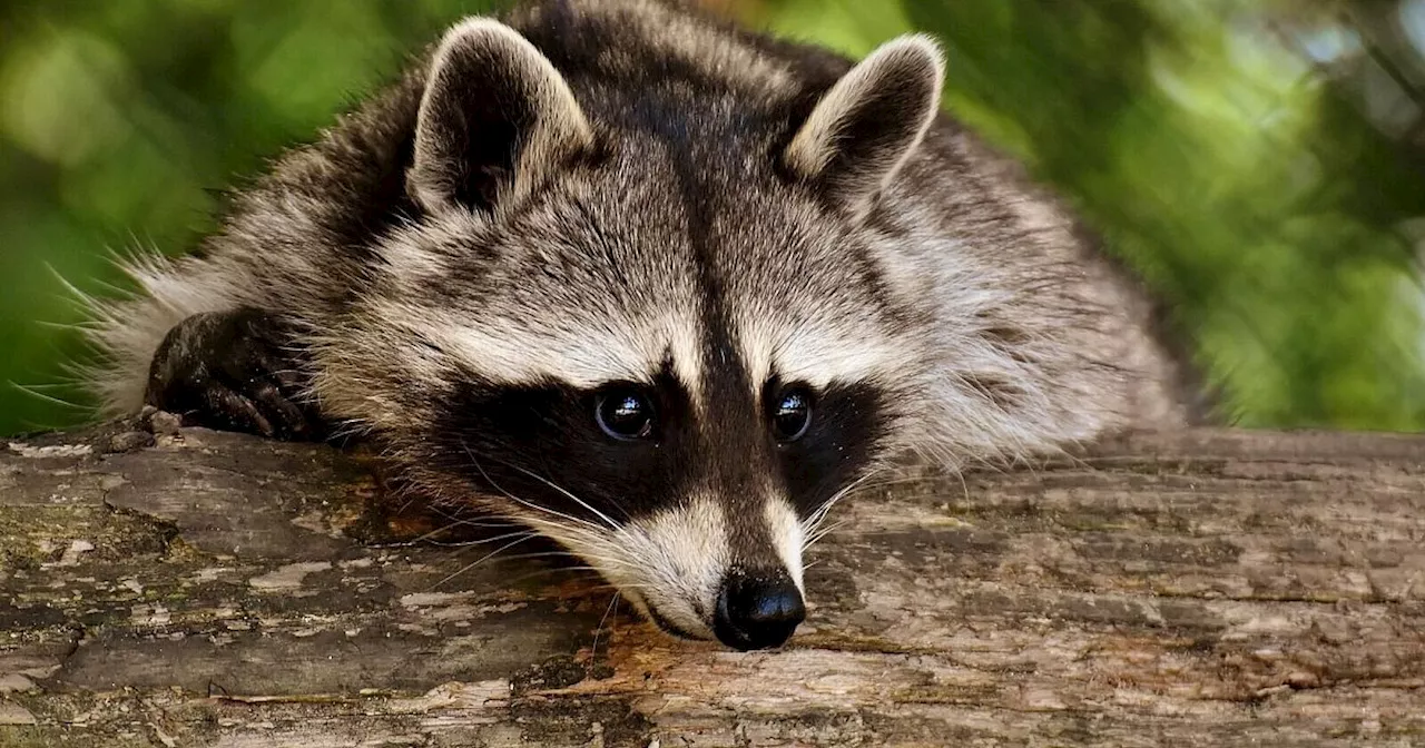 Waschbär wütet in Bad Oeynhausener Naturschutzgebiet