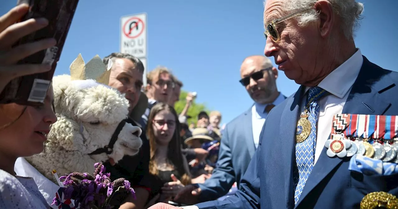 King Charles' hilarious 2-word response after alpaca sneezes on him in Australia