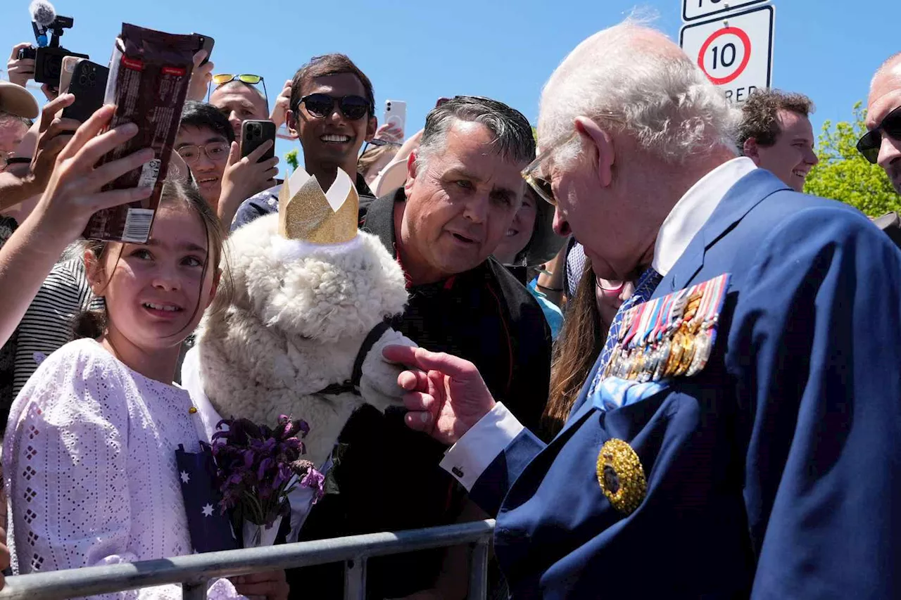 King Charles Caught Off Guard by Sneezing Alpaca in Unexpected Royal Tour Moment