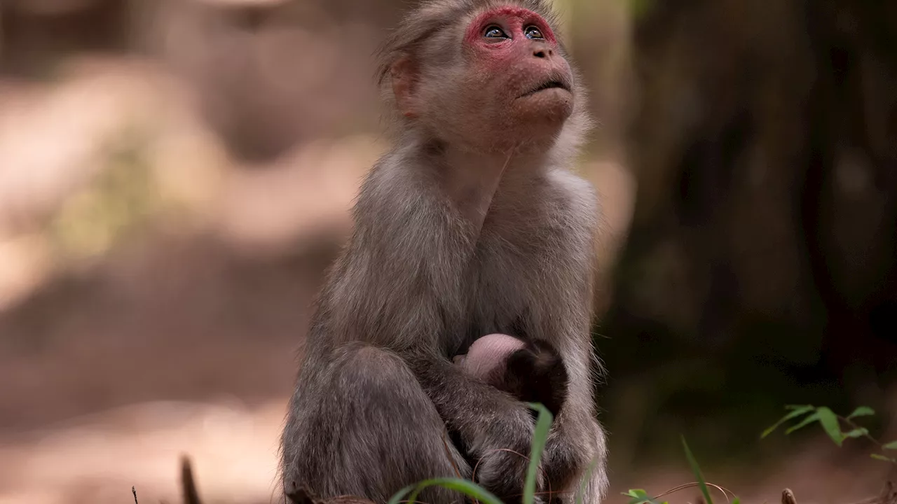 How animals react to death: From vigils to cannibalism