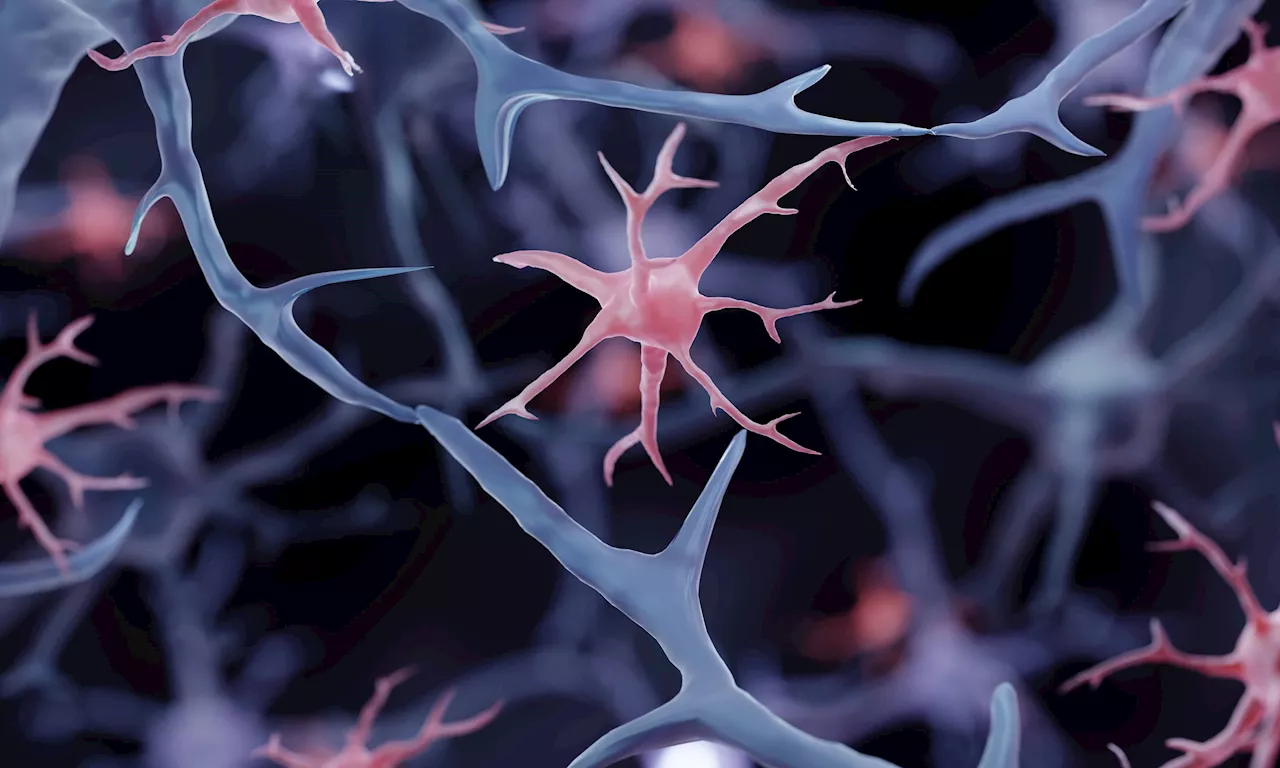Las microglías: Así son las células que pueden salvar o dañar tu cerebro