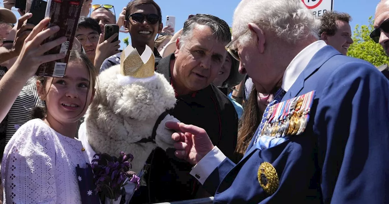 Alpaka mit Krone niest König Charles in Canberra ans Revers