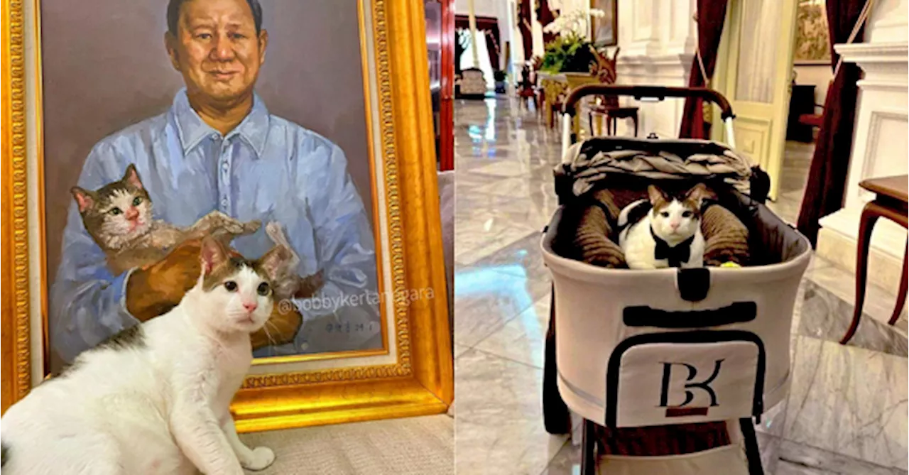 Meet 'First Cat' Bobby: Indonesia's 8th President Prabowo's Cat & New Palace Resident