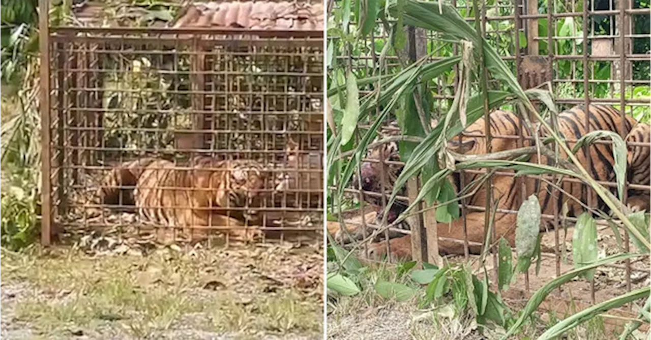 PERHILITAN Captures Tiger That Caused Terror & Allegedly Killed 2 Men In Gerik & Jeli