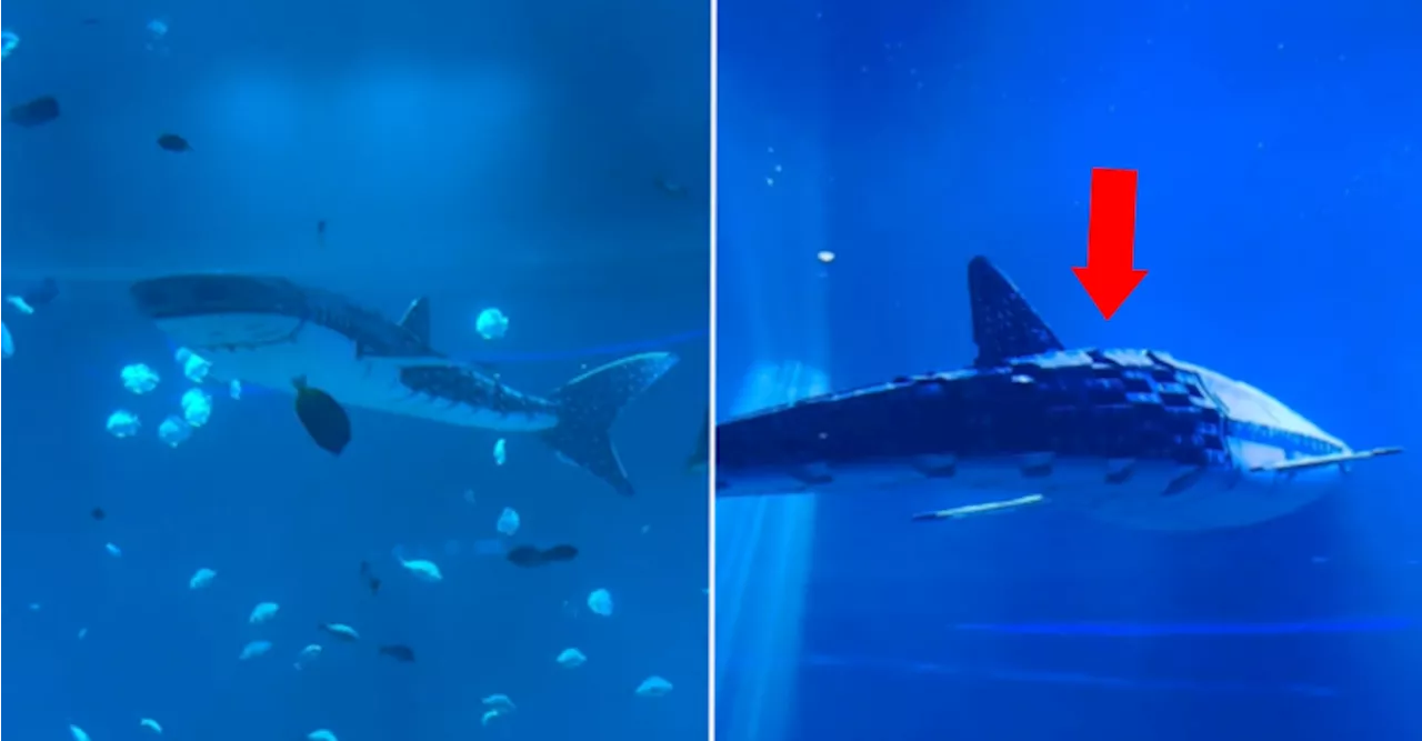 Tourists In China Demand Refund After Discovering Robotic Whale Shark In Aquarium