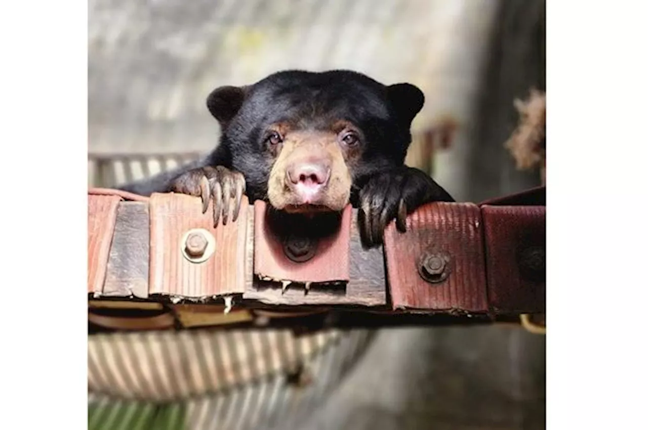 Gentle sun bear Kukuton passes away