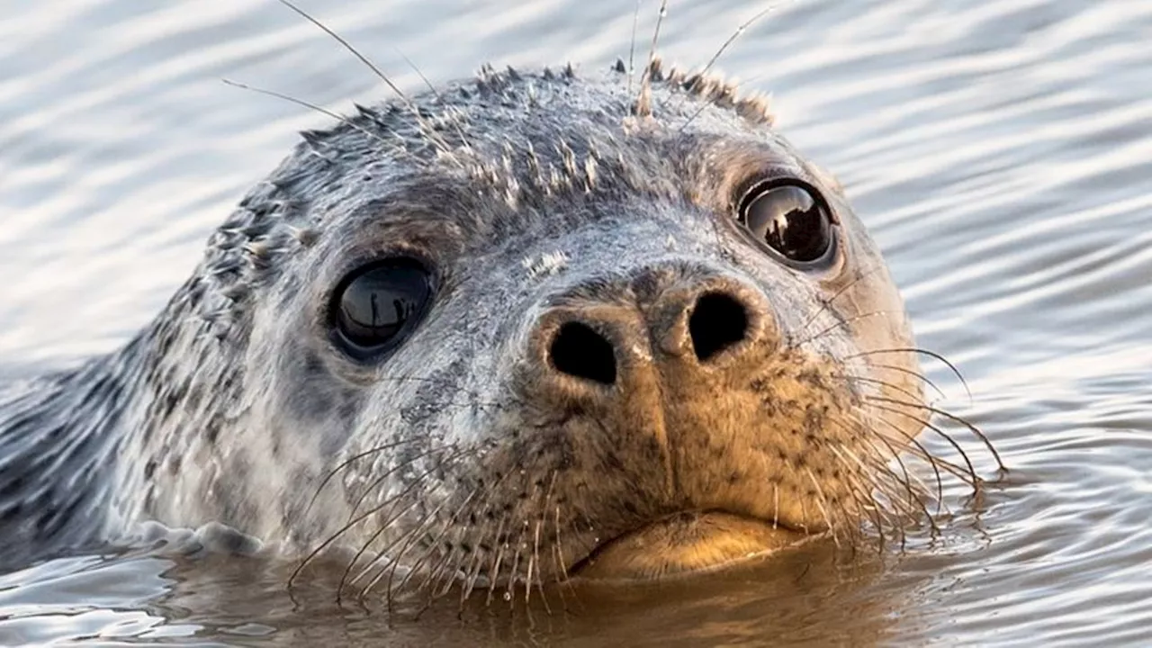 Dutzende tote Robben vor der Ostsee: Warum sterben so viele Tiere?