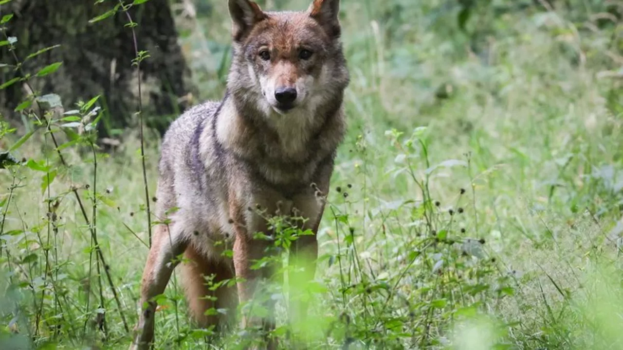 Fund auf Maisfeld: Wolf im Landkreis Uelzen erschossen