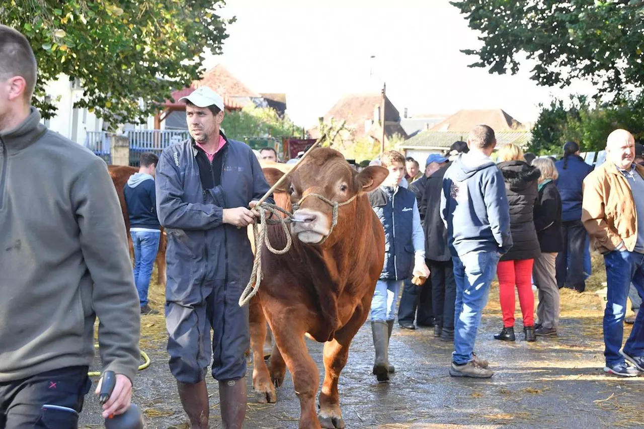 Dordogne : les images les plus marquantes du comice agricole de Lanouaille