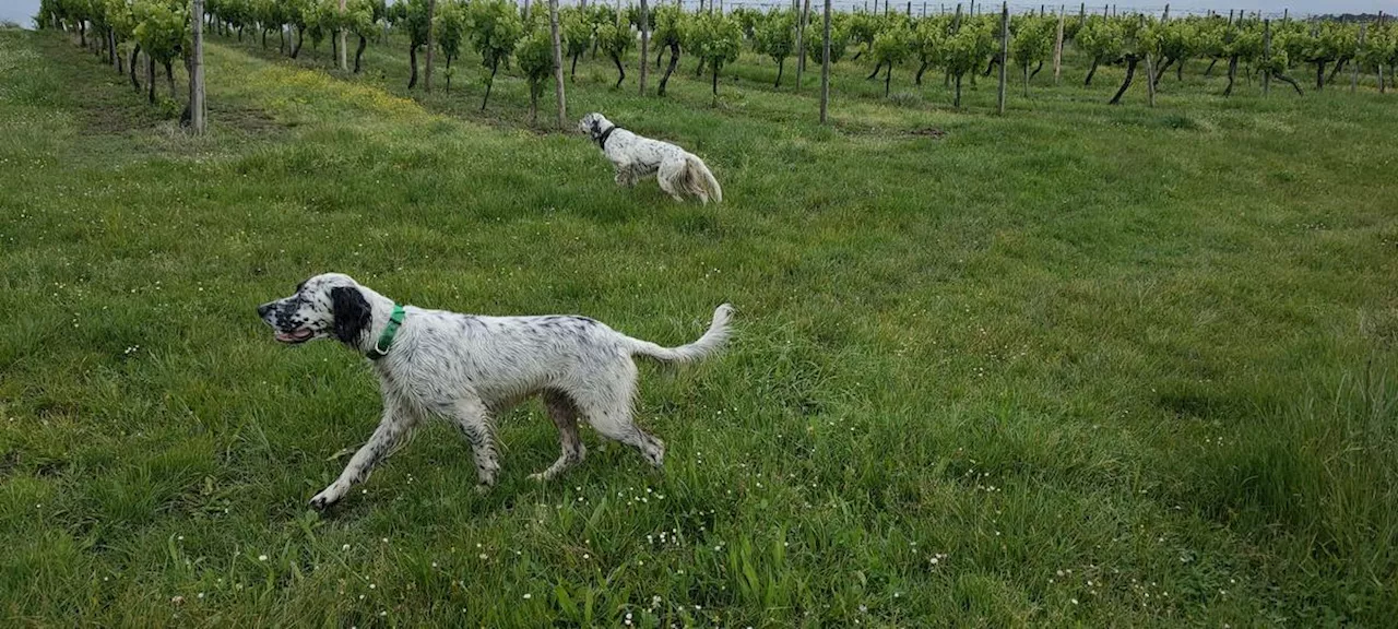 Le chien, cher dans les cœurs et pour le porte-monnaie