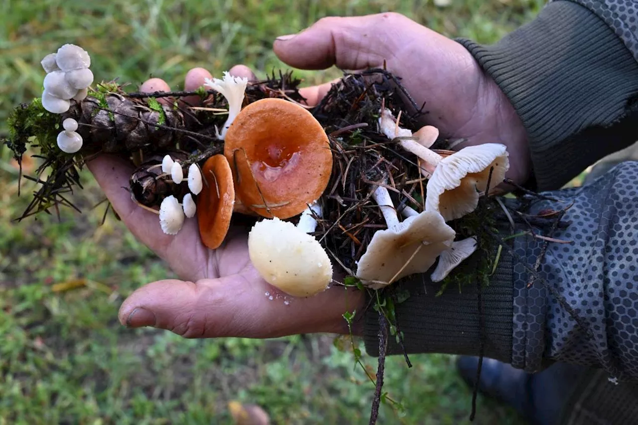 Fungi finding: mushroom hunters seek new species and recognition