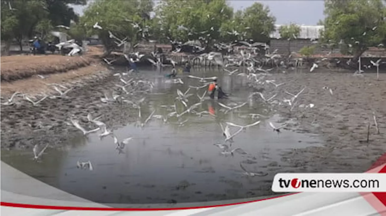 Perubahan Suhu Panas, Ratusan Hektare Lahan Milik Petambak di Sidoarjo Gagal Panen