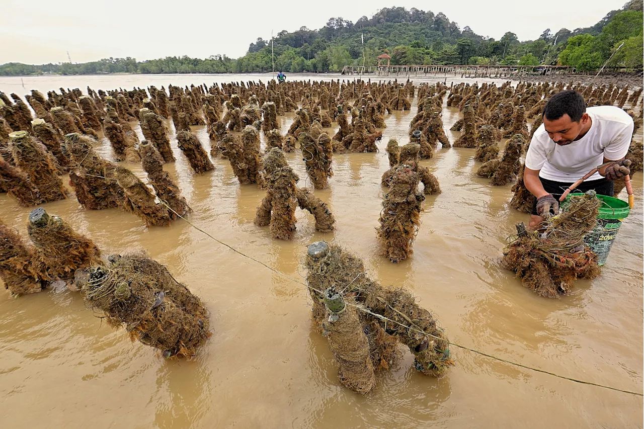 Tidak perlu bimbang lagi makan kupang Port Dickson