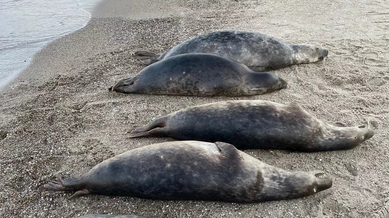 Viele Kegelrobben tot auf Rügen entdeckt: Erste Hinweise