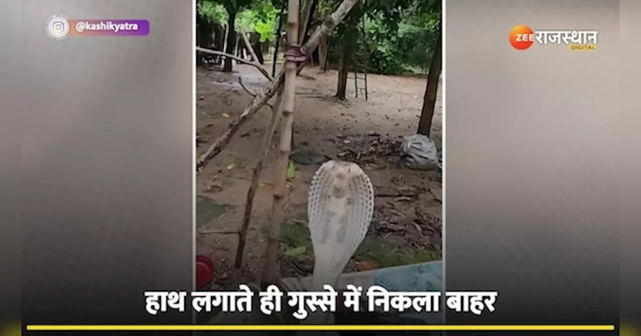 स्कूटी की डिक्की से अचानक निकला गुस्सैल King Cobra, वीडियो देख कांप उठेगी रूह