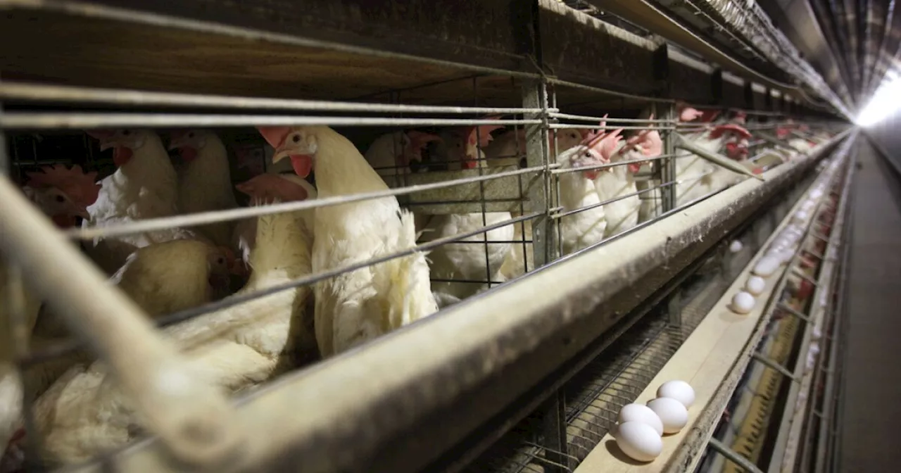 4 farm workers become the first to test positive for bird flu in Washington state