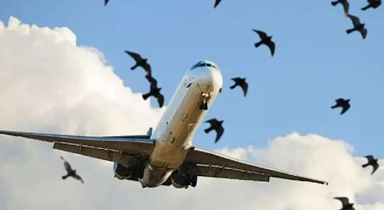 Sharp rise in bird strikes on PIA planes despite preventive efforts