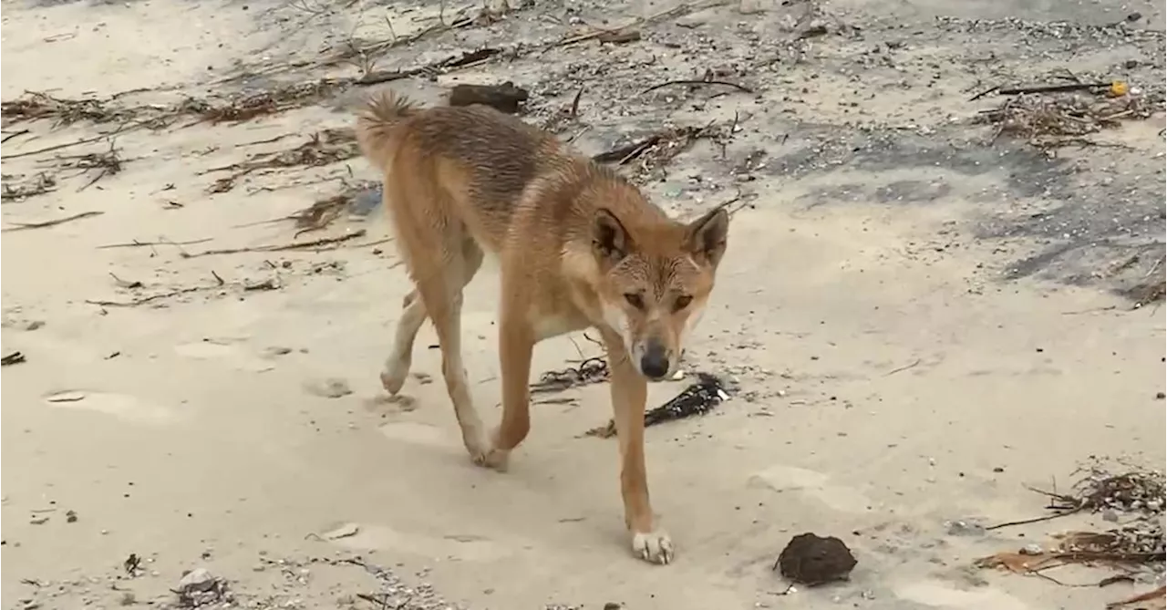 Campers rescue tourist chased, bitten by dingo on K'gari