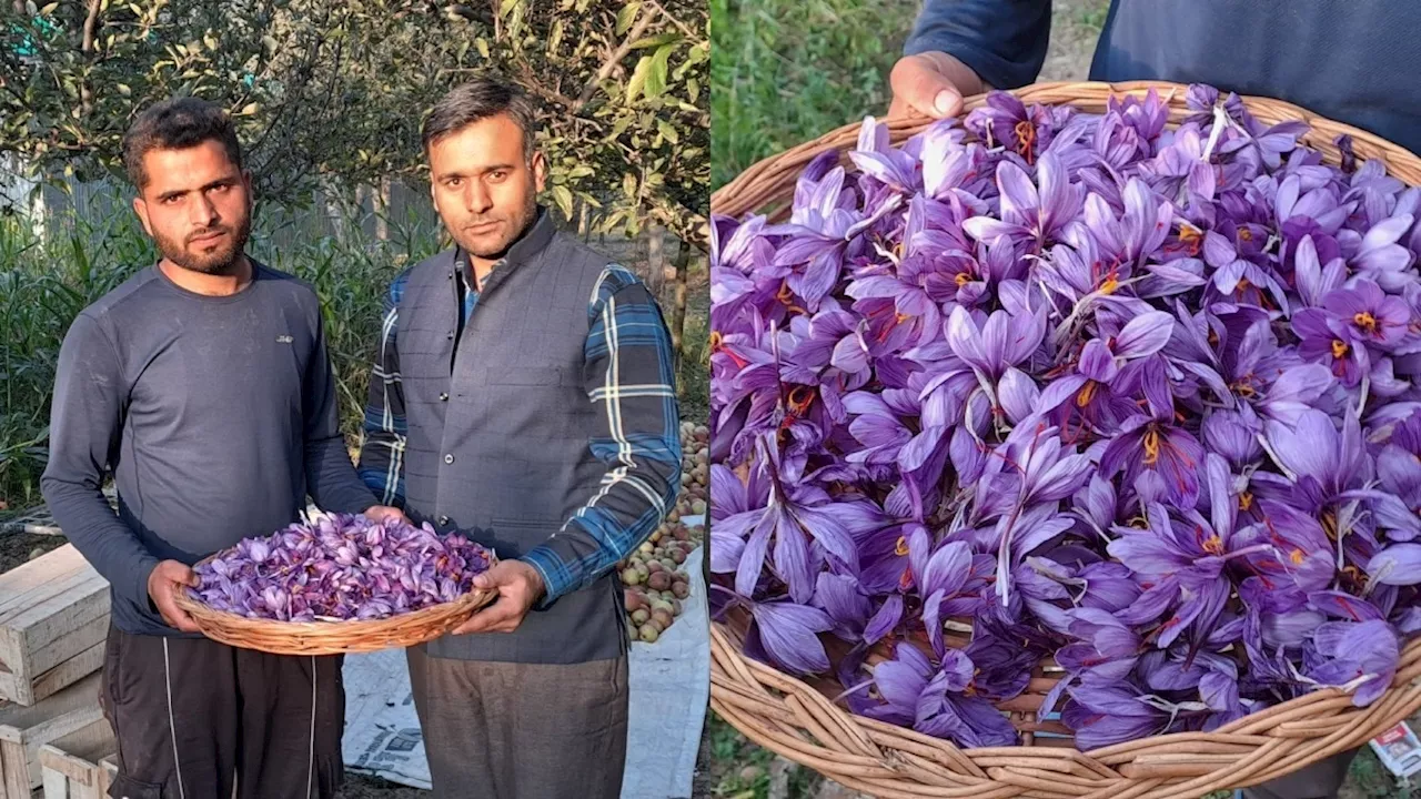 बारामूला के किसान का कमाल! उत्तरी कश्मीर में पहली बार उगाया केसर, रंग लाई मेहनत