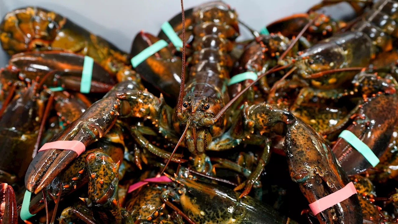 Plan for stricter lobster fishing rules delayed as species shows decline in babies