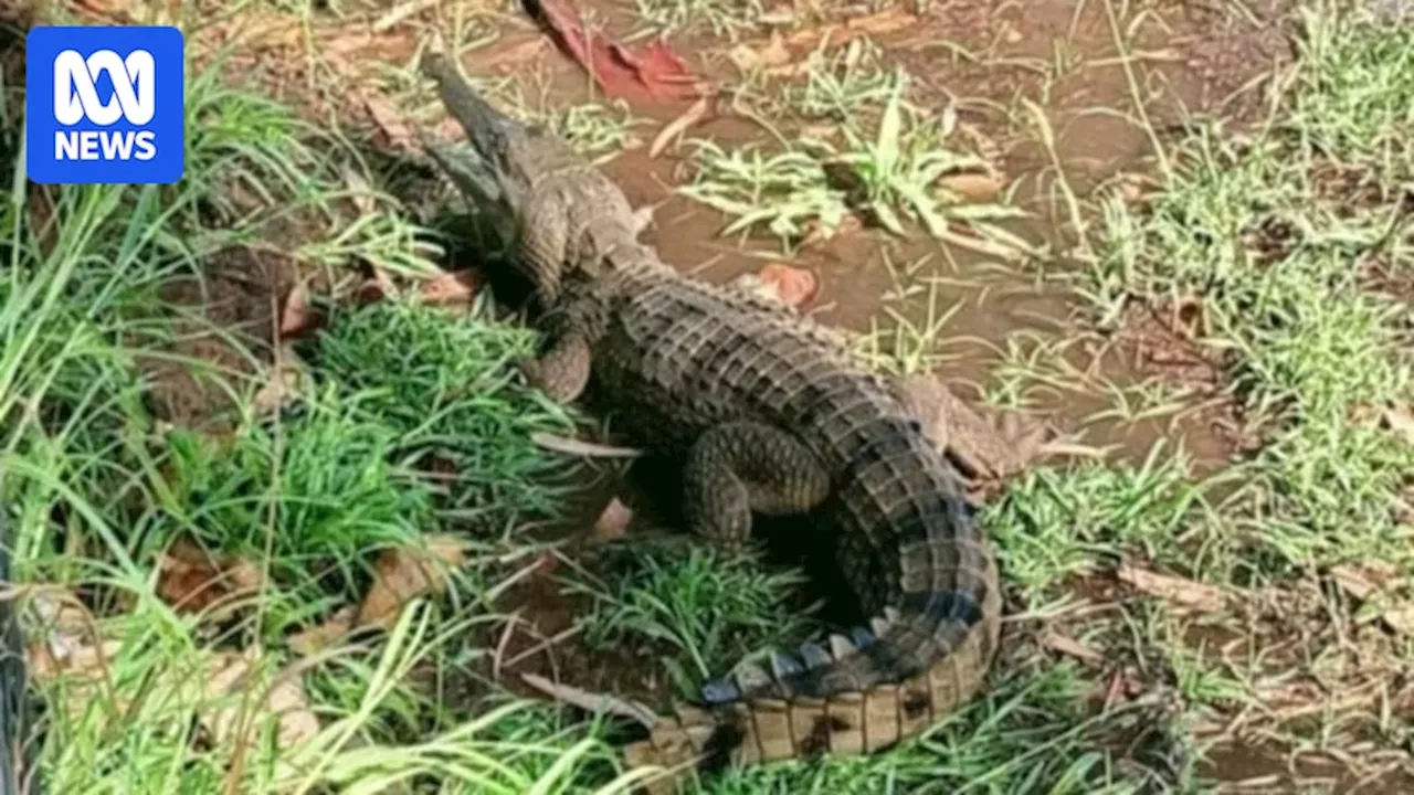 Residents of a remote community in WA's north shocked to discover baby crocodile in front yard