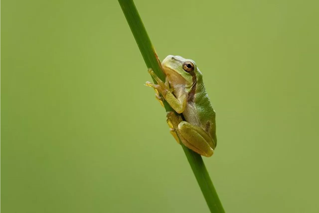 Cop16, le aziende italiane verso protezione biodiversità