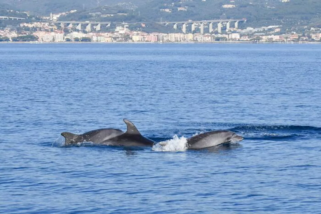 Greenpeace, nessuno progresso sulle aree marine protette