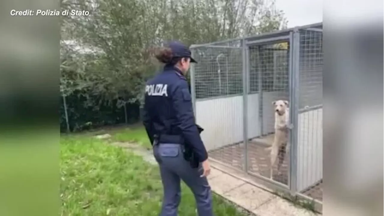 Maltempo in Emilia, la polizia al canile alluvionato di Sasso Marconi