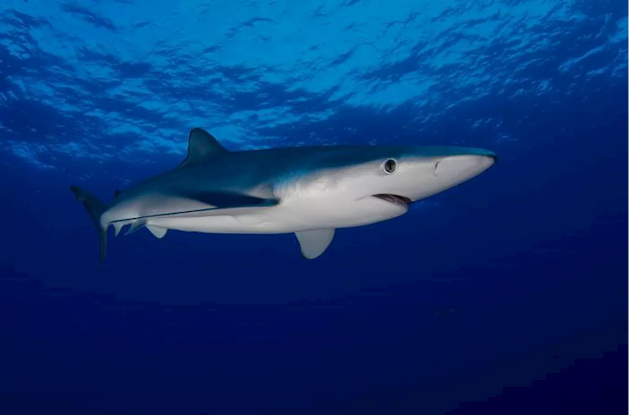 Med's last white sharks take shelter in Sicilian Channel