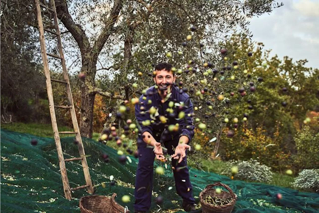 Ulivi e tradizioni, viaggio nei borghi dell'olio di qualità