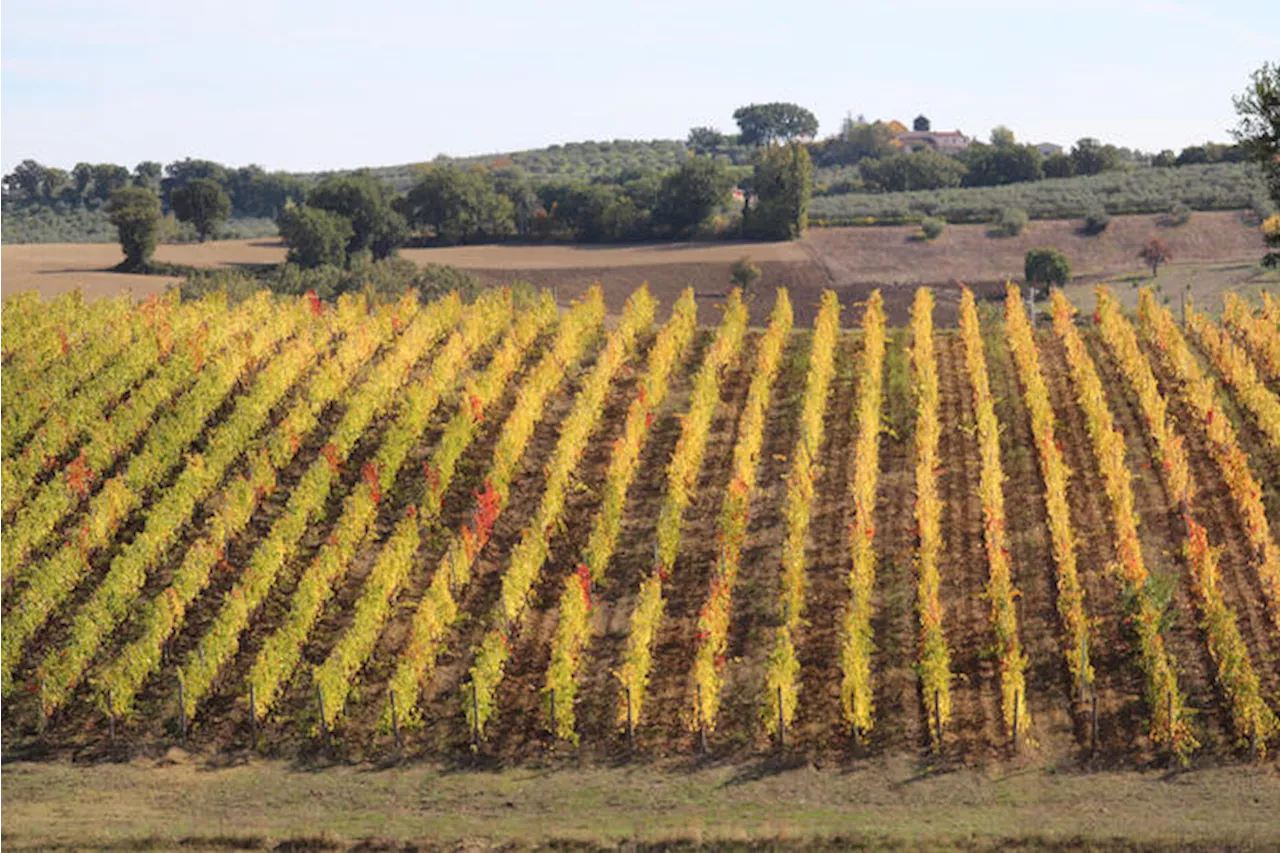 Vino italiano in Usa vale 939 milioni nel primo semestre (+4,7%)