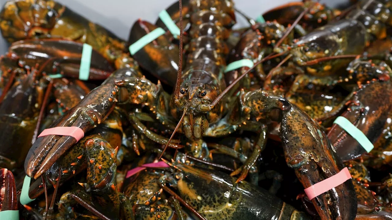 Plan for stricter lobster fishing rules delayed as species shows decline in babies