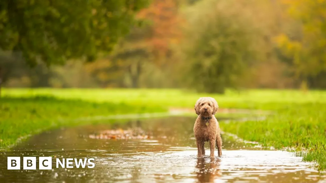 Dorset's Big Picture: 21 October - 27 October 2024