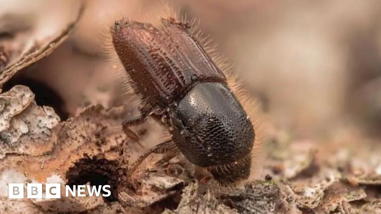 Kent: Warnings over Christmas tree-eating beetle