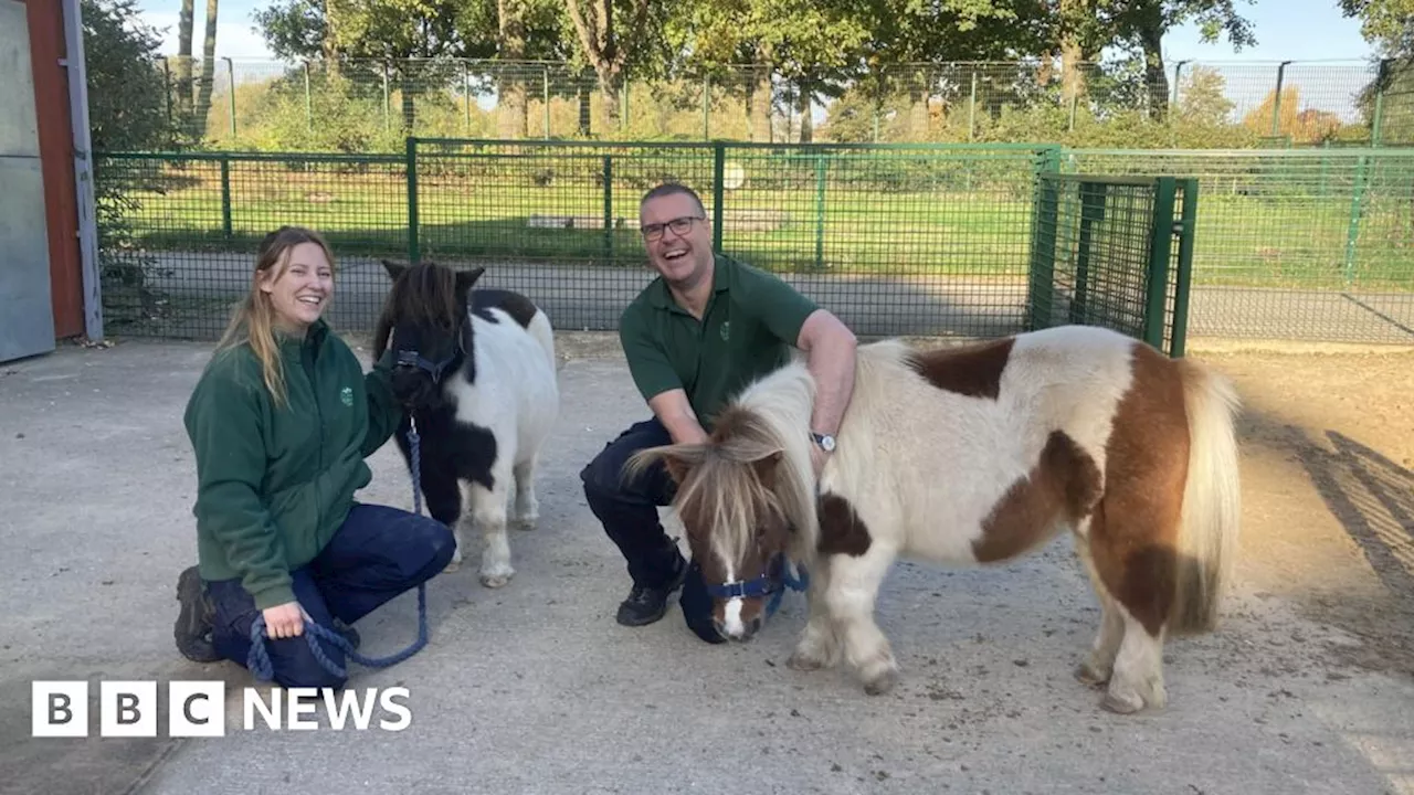 East Park mini zoo welcomes rescued Shetland ponies.